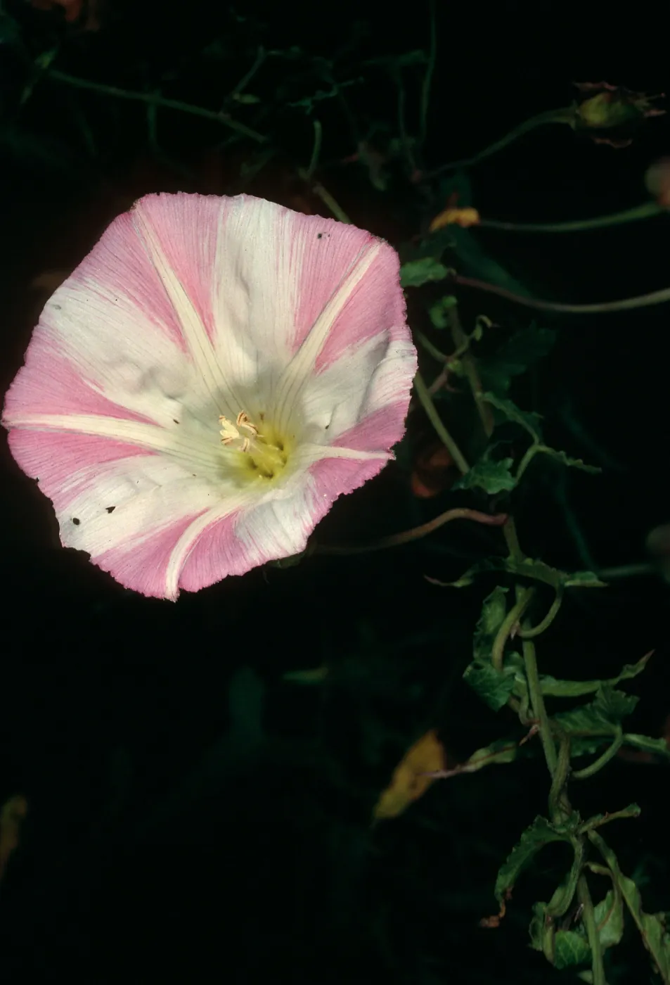 Calystegia macrostegia, Big Creek Reserve, Monterey County