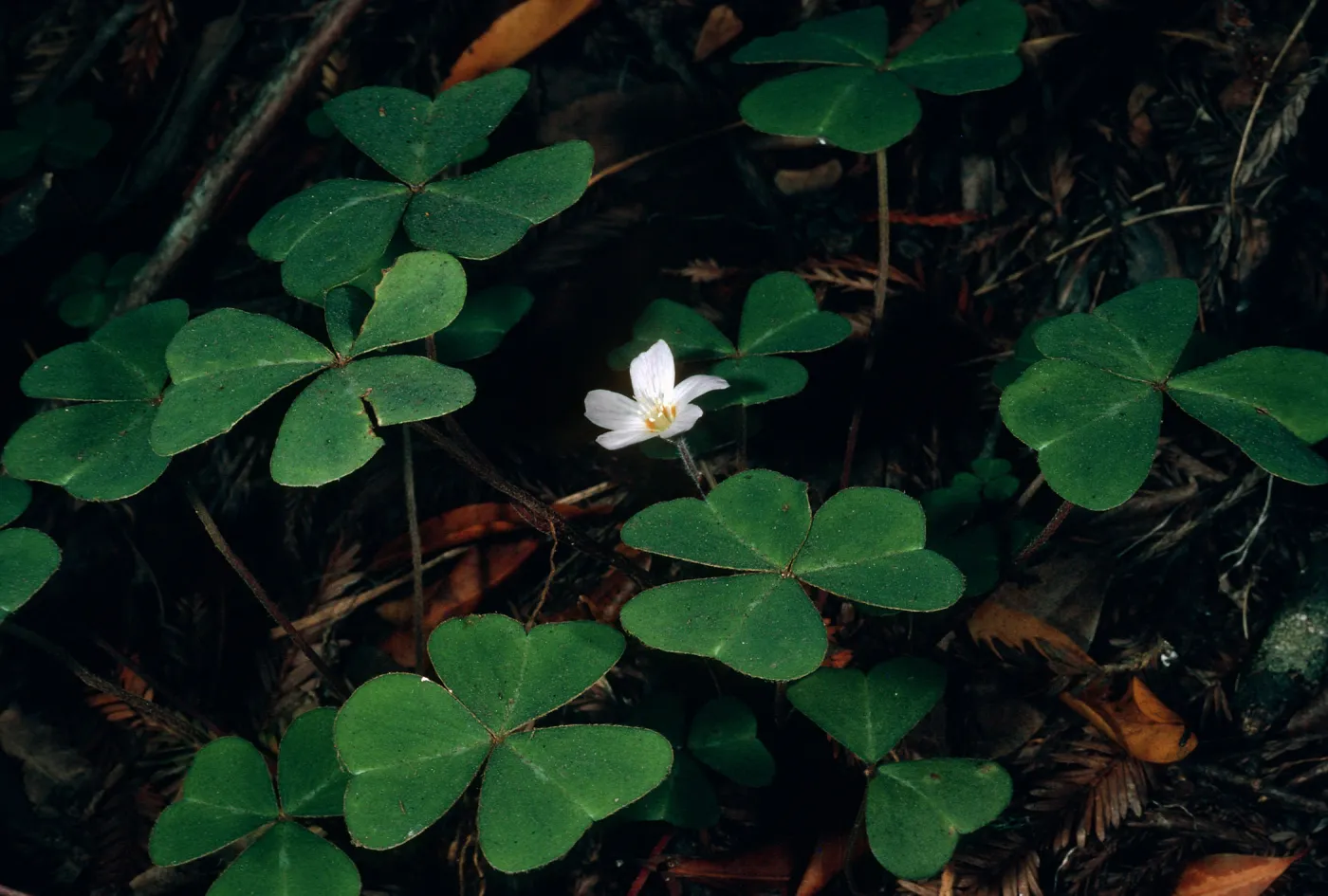 Oxalis oregana, Big Creek Reserve, Monterey County