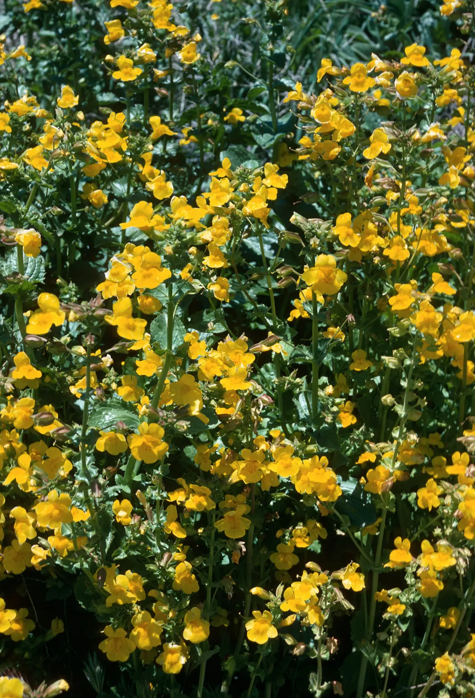 Mimulus guttatus, Gorman Hills, Hungry Valley State Park