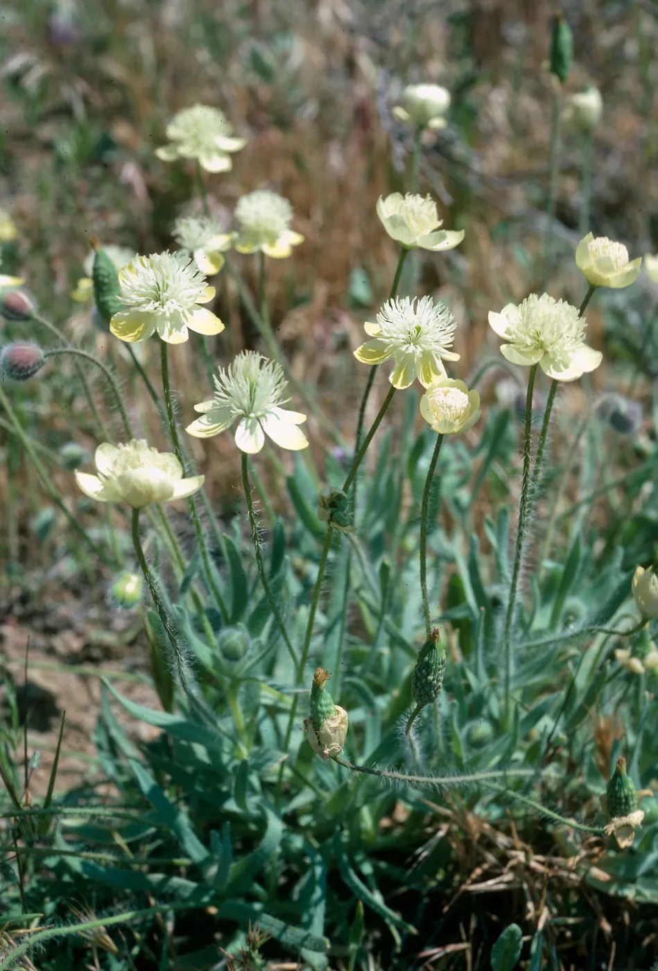 Platstemon californicus, Gorman Hills, Hungry Valley State Park