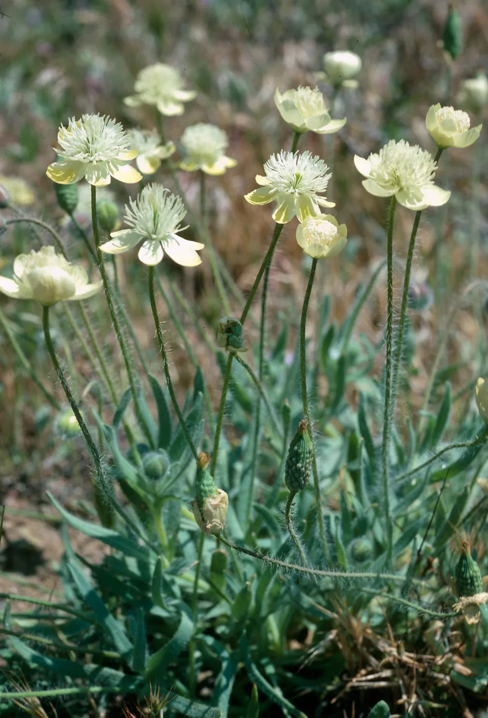 Platstemon californicus, Gorman Hills, Hungry Valley State Park