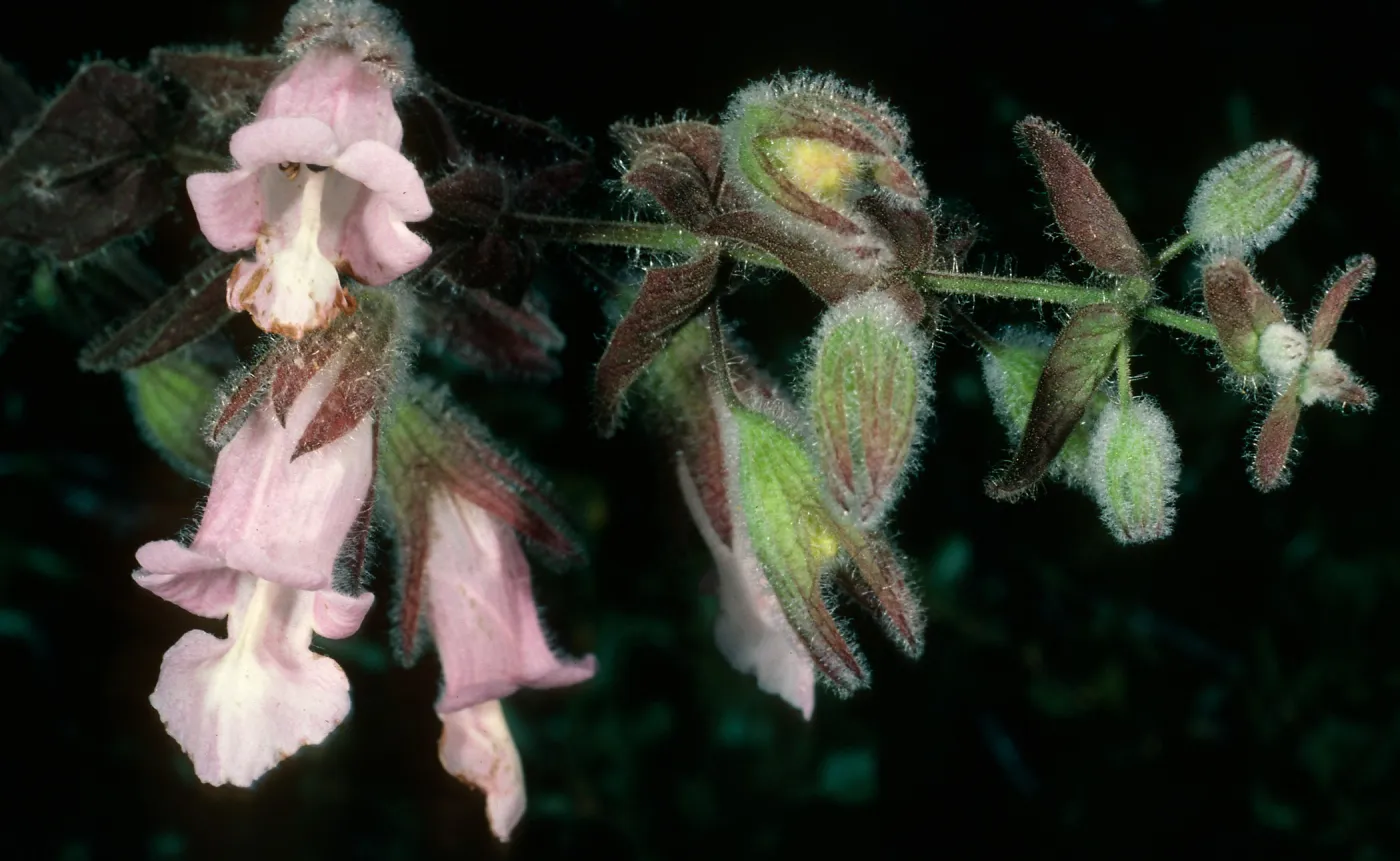 Lepechinia fragrans, Triunfo Pass, Santa Monica Mountains, Ventura County