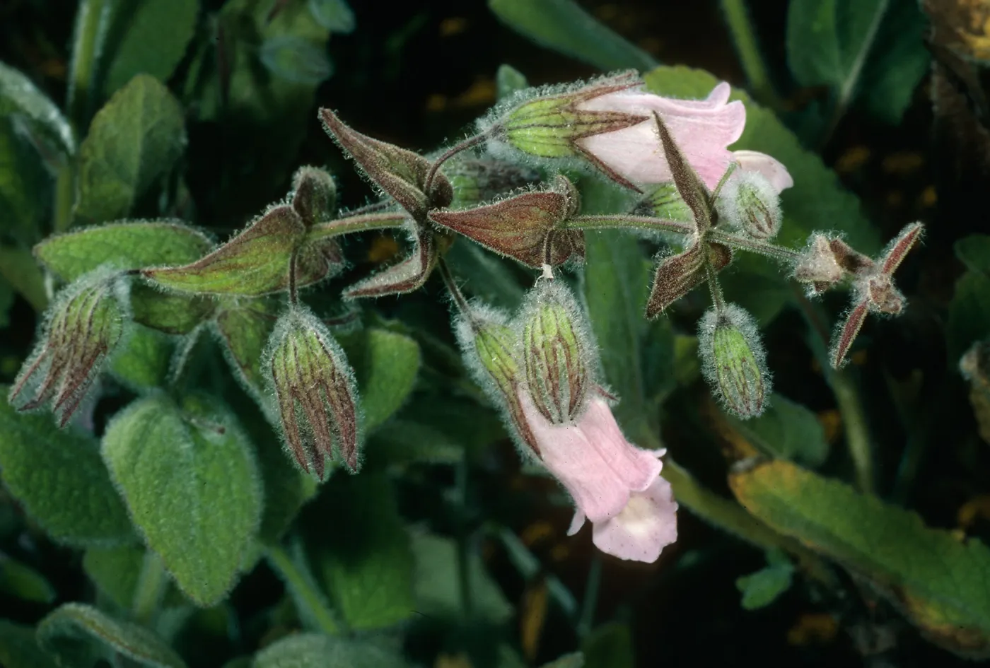 Lepechinia fragrans, Triunfo Pass, Santa Monica Mountains, Ventura County