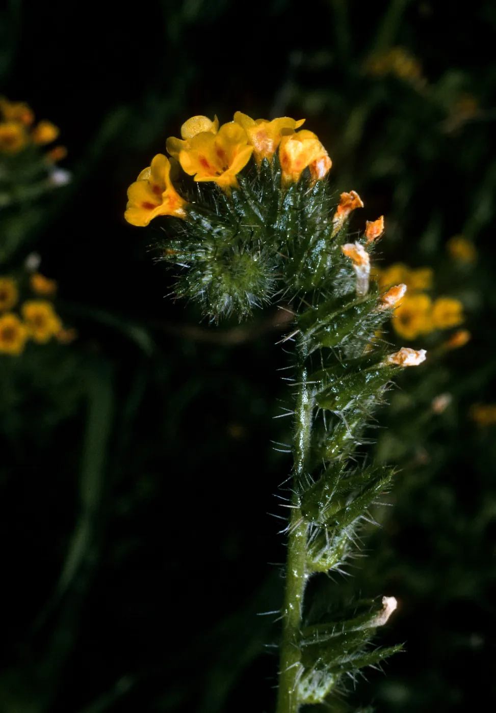 Amsinckia intermedia, Landing Cove, Anacapa Island