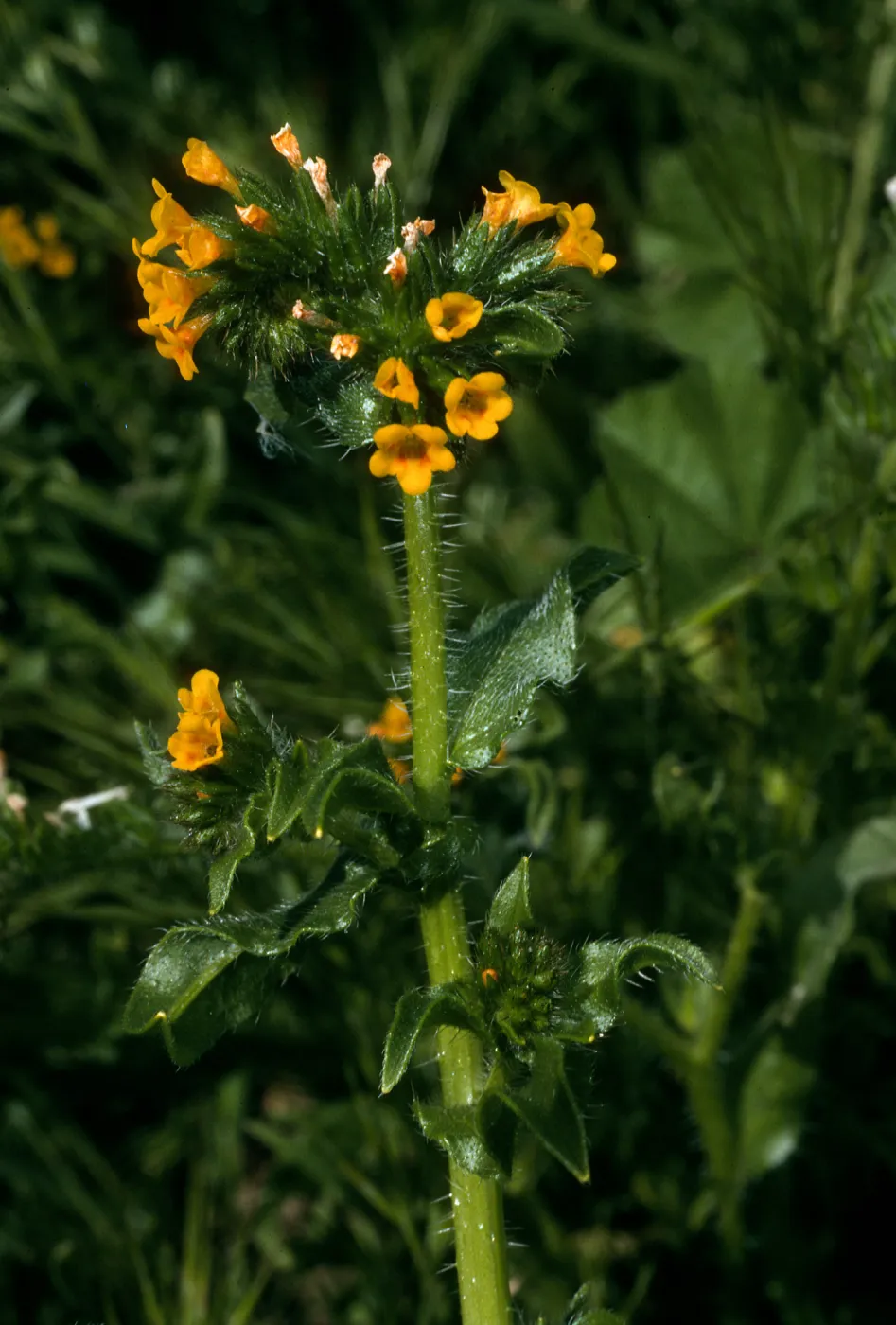 Santa Barbara Island, Amsinckia intermedia