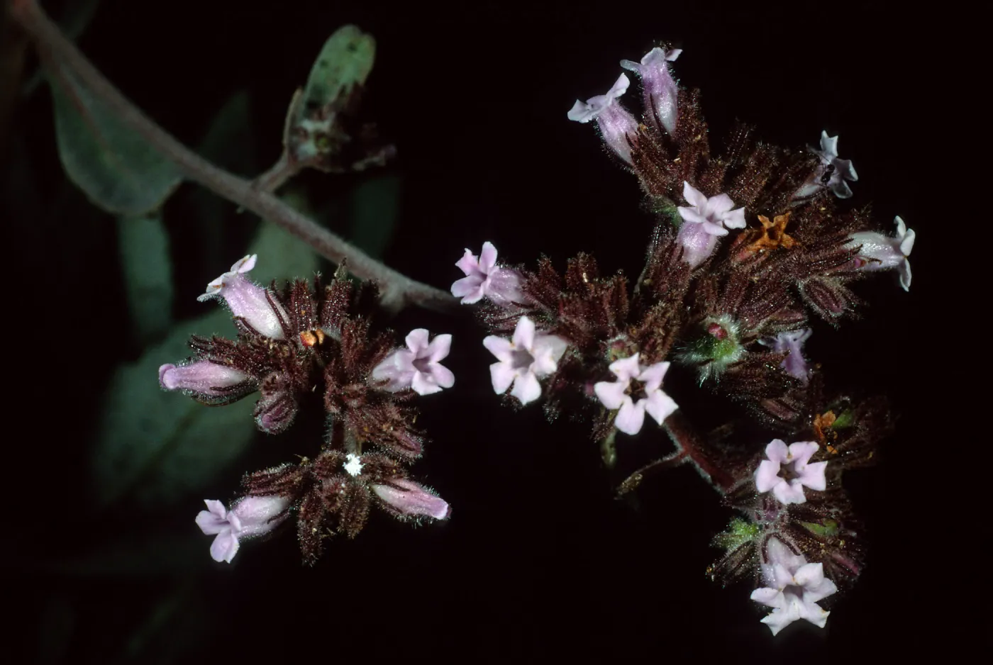 Eriodictyon traskiae, Wrigley Garden, Santa Catalina Island