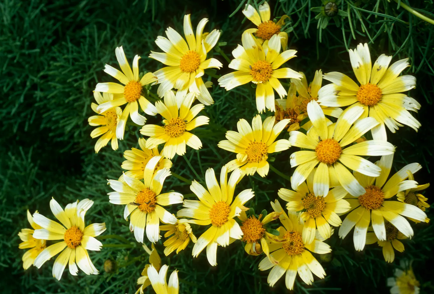 East Anacapa Island, just South of campground, Coreopsis gigantea, white tips on flowers