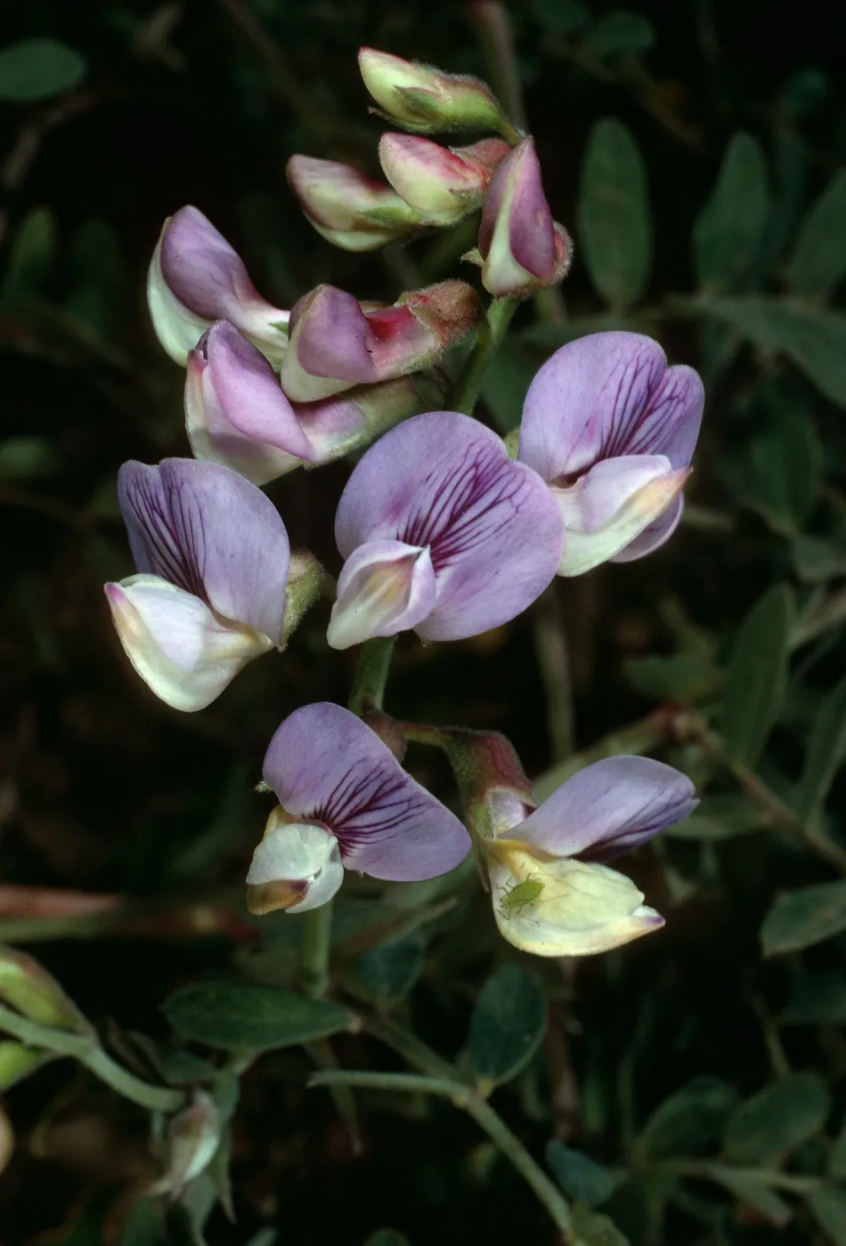 Lathyrus vestitus, West Camino Cielo, Santa Barbara County