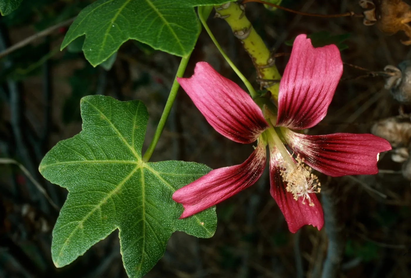 San Clemente Island, North of airstrip, Lavatera assurgentiflora subspecies glabra