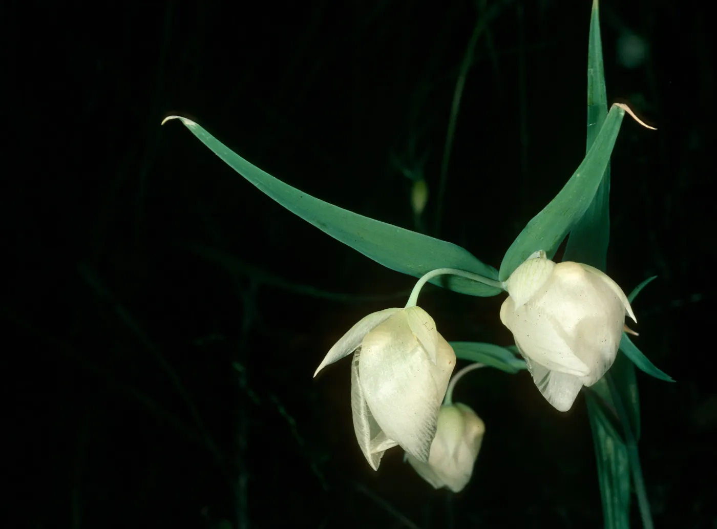 Calochortus albus, Snyder Trail, Santa Barbara County
