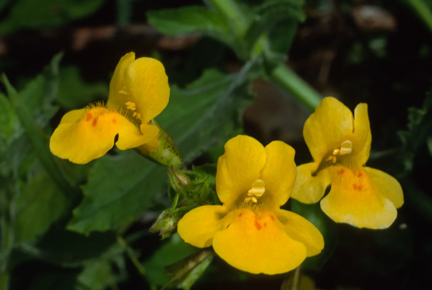 Mimulus guttatus, Santa Catalina Island, Silver Canyon