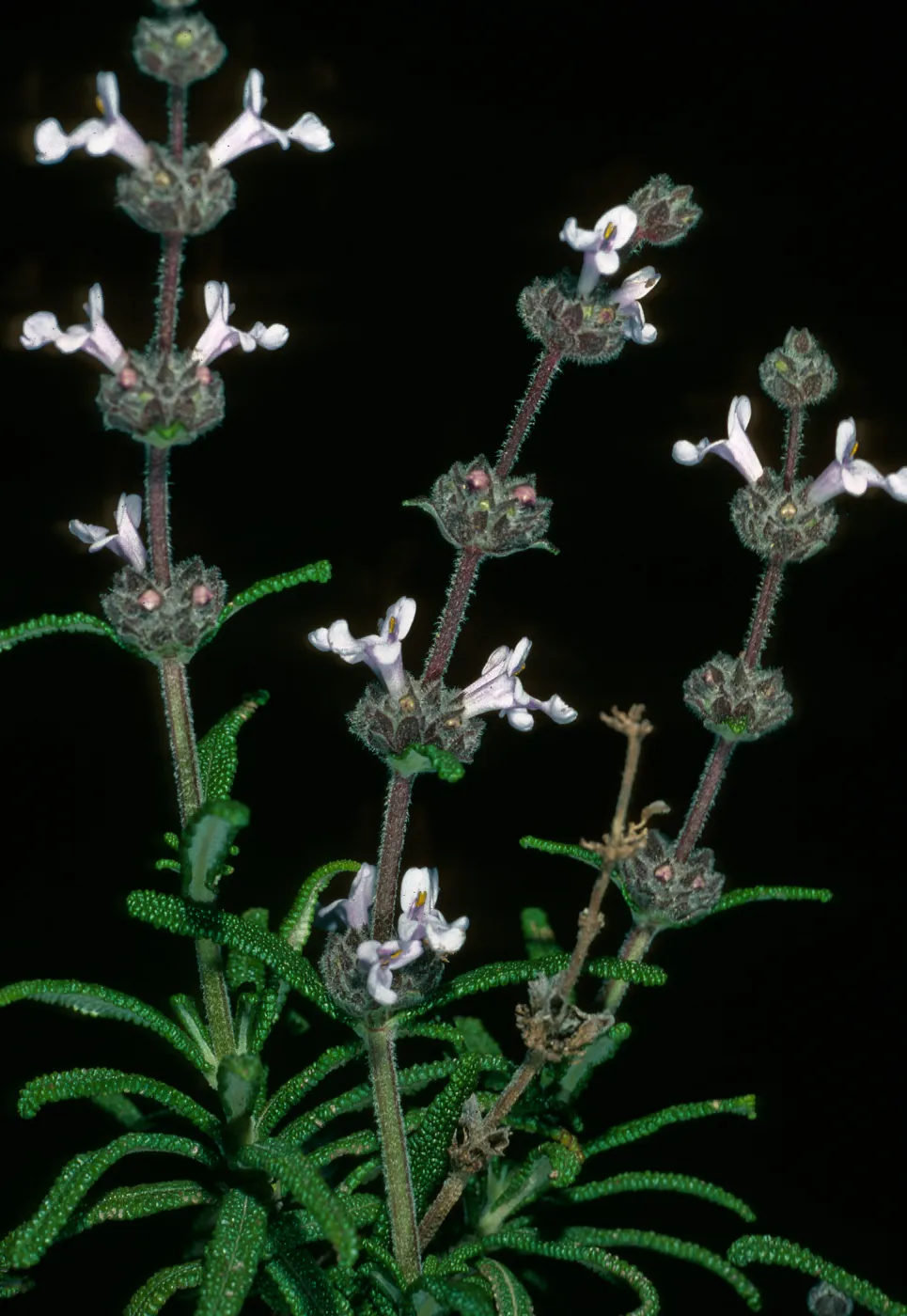 Salvia brandegei (Brandegees Sage), Santa Rosa Island, East of Johnsons Lee