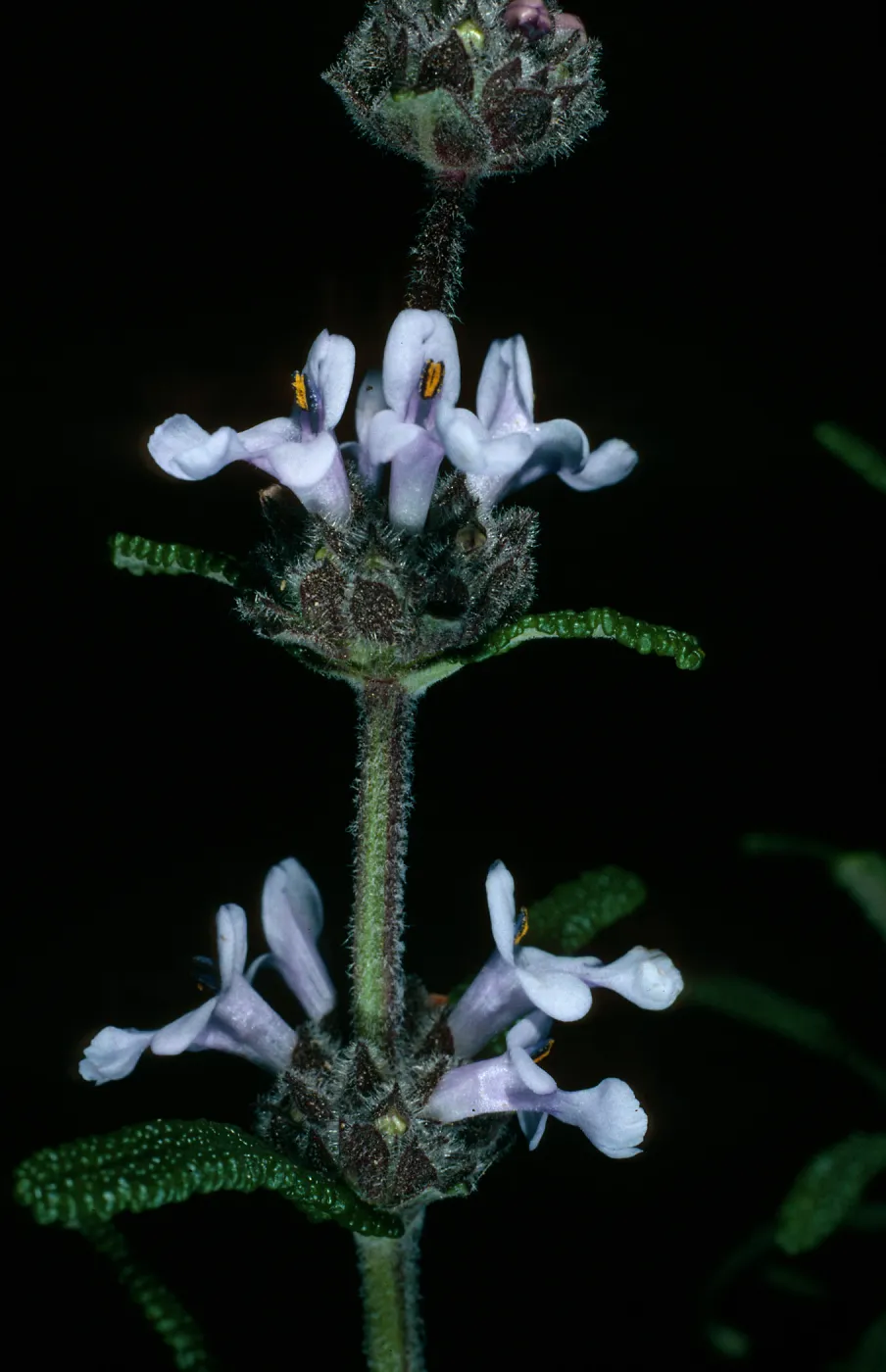 Salvia brandegei, Santa Rosa Island, East of Johnson's Lee, 