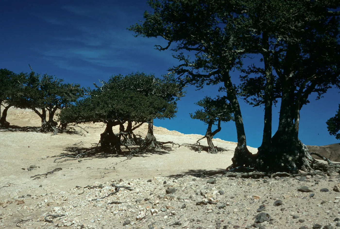 Quercus tomentella, Santa Rosa Island, West of Soledad Peak