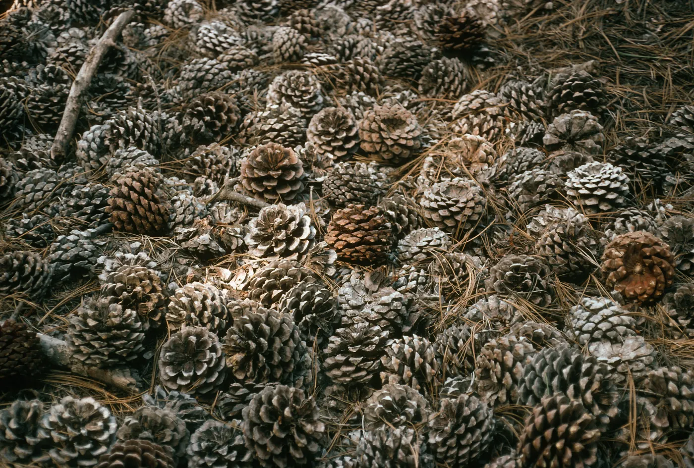 Pinus torreyana cones, Santa Rosa Island, Beechers Bay