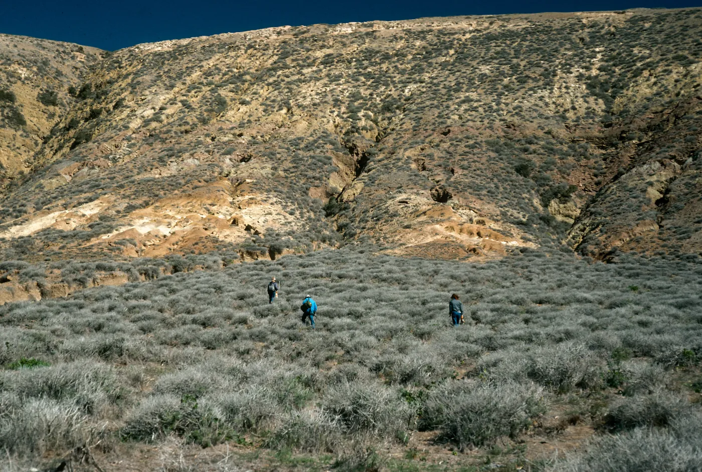 Santa Rosa Island, East of Cluster Point, NPS Transect #40