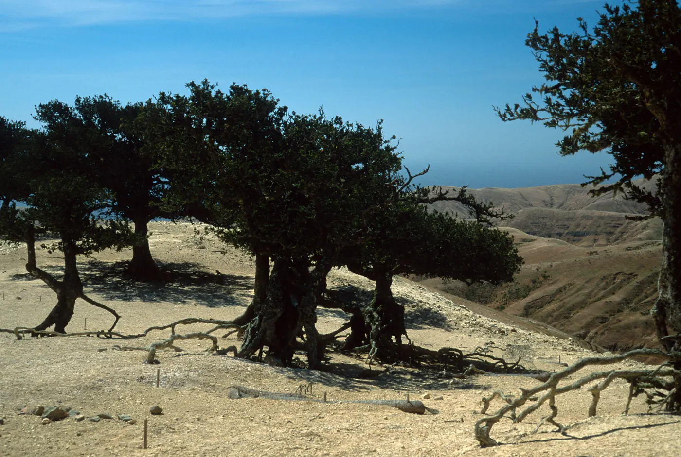 Santa Rosa Island, island oaks, exposed roots