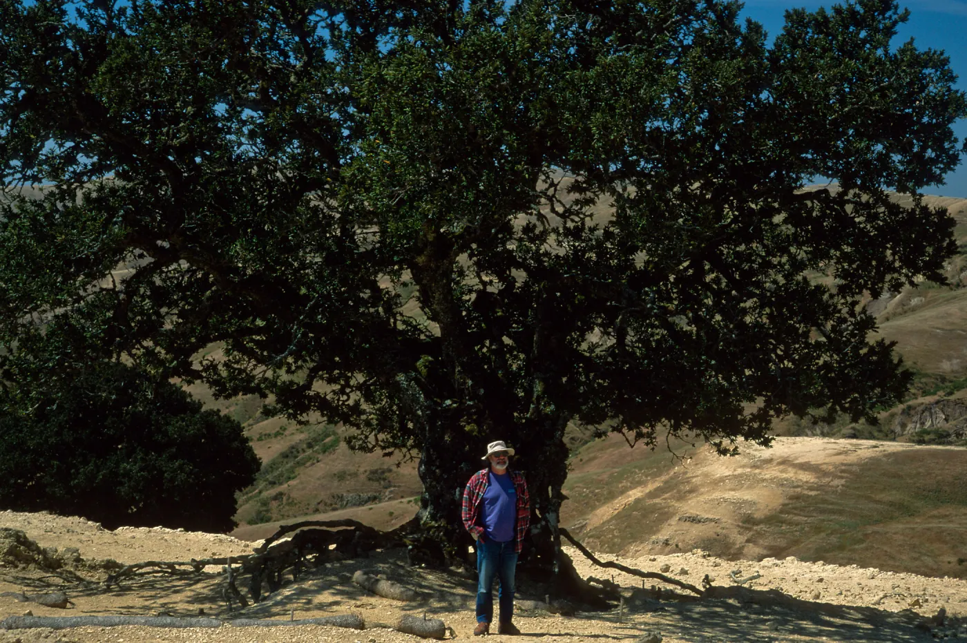 Quercus tomentella, Santa Rosa Island