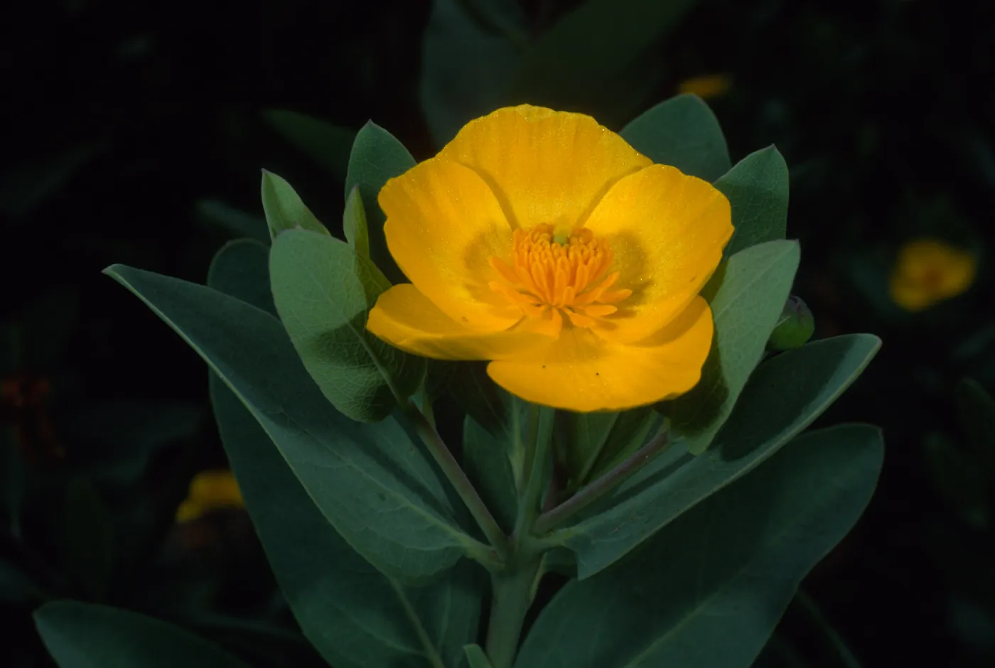 Dendromecon harfordii, SBBG Island Section 