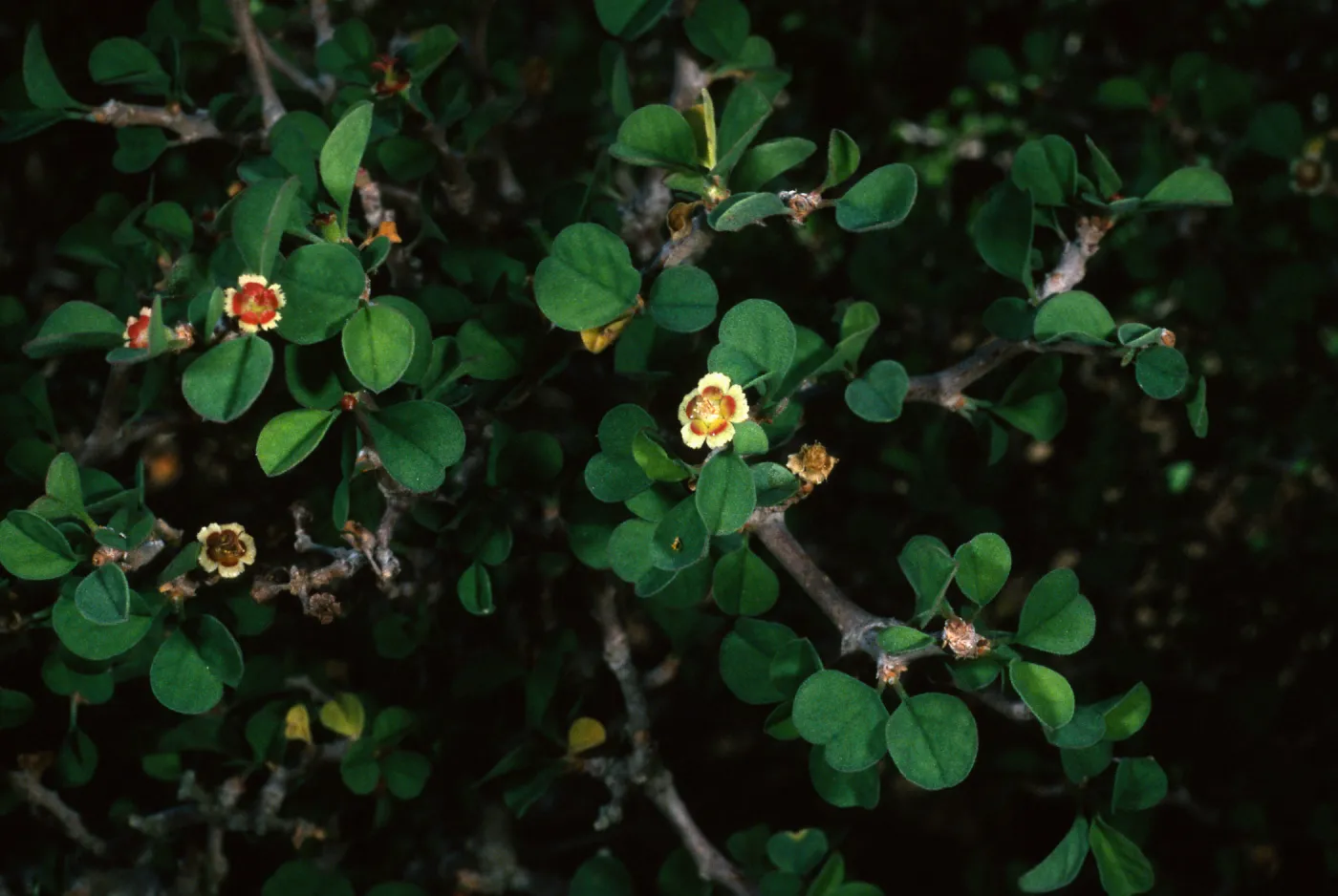 Euphorbia misera, SBBG Desert Section