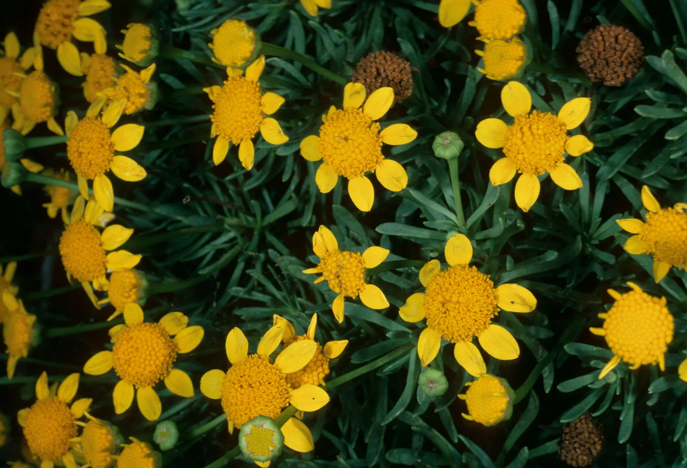 Baeriopsis guadalupensis, SBBG Can Yard