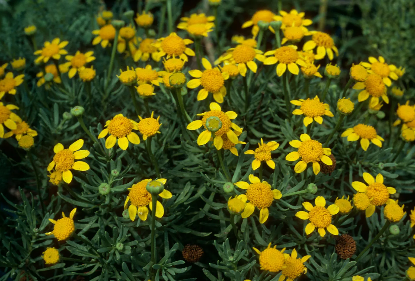 Baeriopsis guadalupensis, SBBG Can Yard