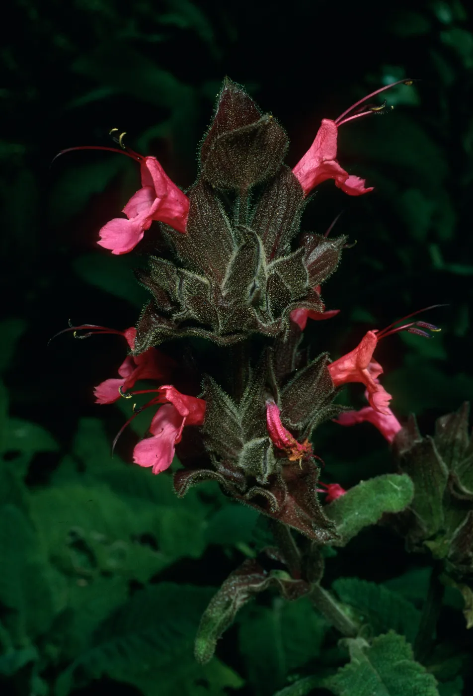 Salvia spathacea (California Hummingbird Sage), SBBG