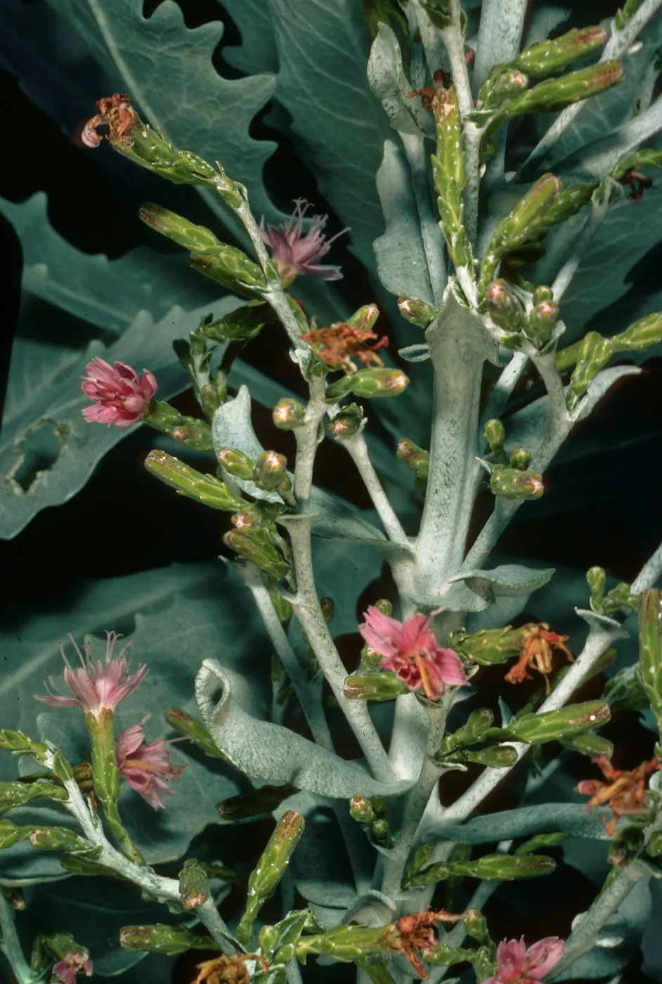 Stephanomeria guadalupensis, SBBG