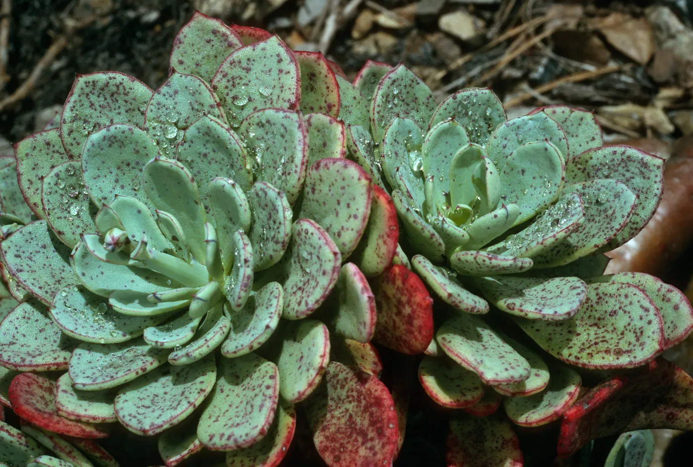 Talinum guadalupense, SBBG Dudleya Section