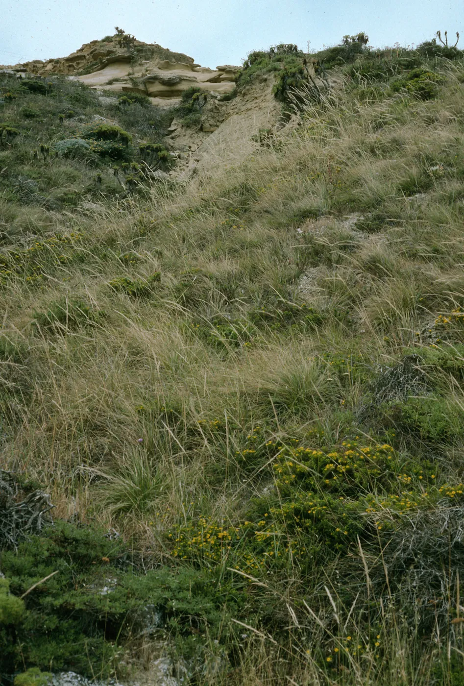 Achnatherum diegoense, Hemizonia clementina, San Nicolas Island, base of NAFVAC Grade