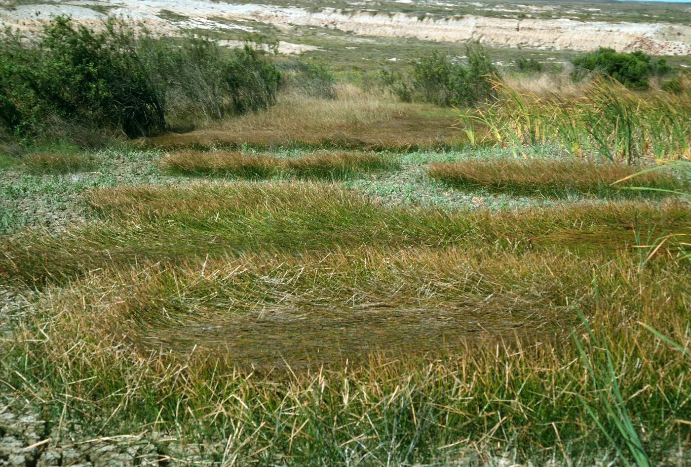 San Nicolas Island, borrow pit, Eleocharis, Typha