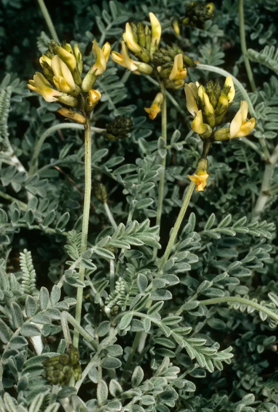 Astragalus traskiae, San Nicolas Island, terrace