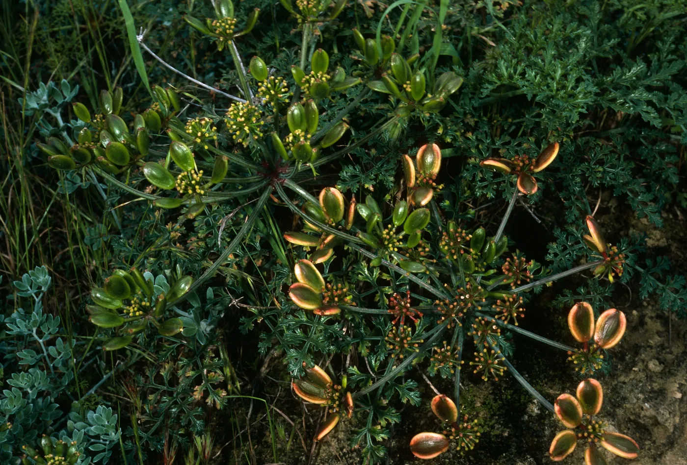 Lomatium insulare, San Nicolas Island, Beach Road
