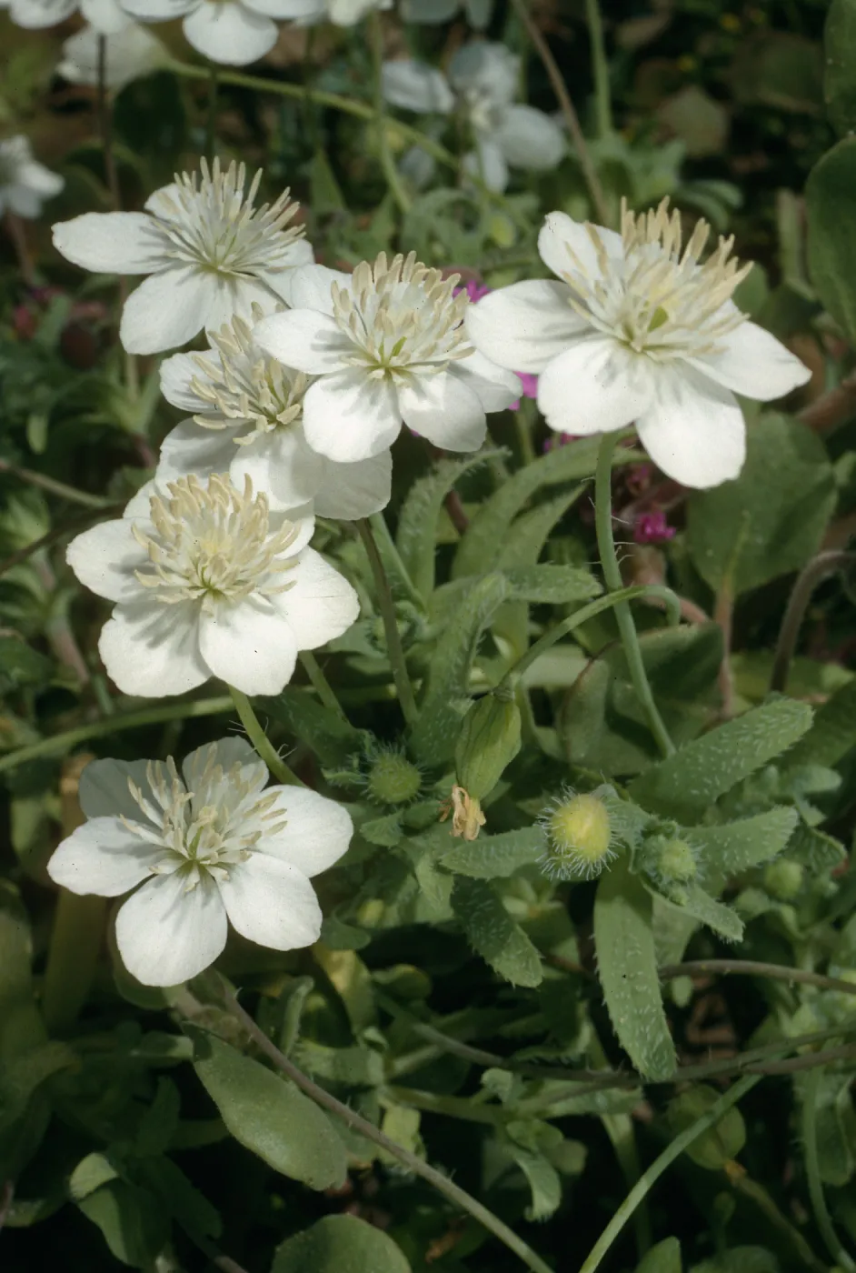 San Nicolas Island, Tender Beach, Platystemon