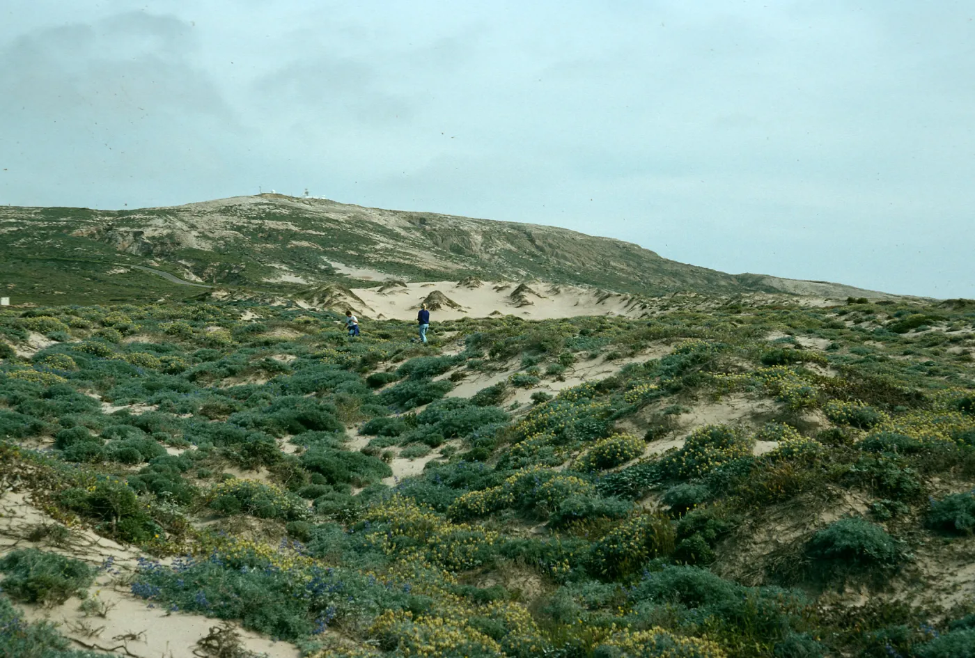 San Nicolas Island, dunes, near Red Eye Beach