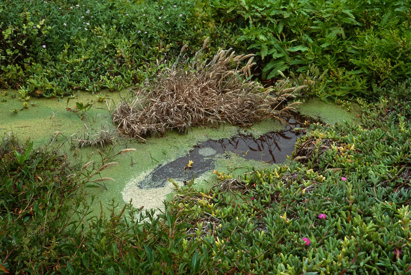 San Miguel Island, Simonton Cove, Range Pole Canyon, Lemna w/Rumex fueginus