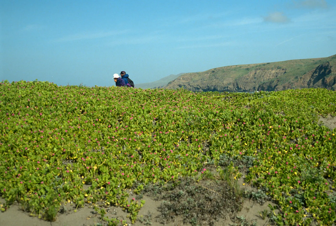 Santa Cruz Island, Christy Beach, Abronia maritima