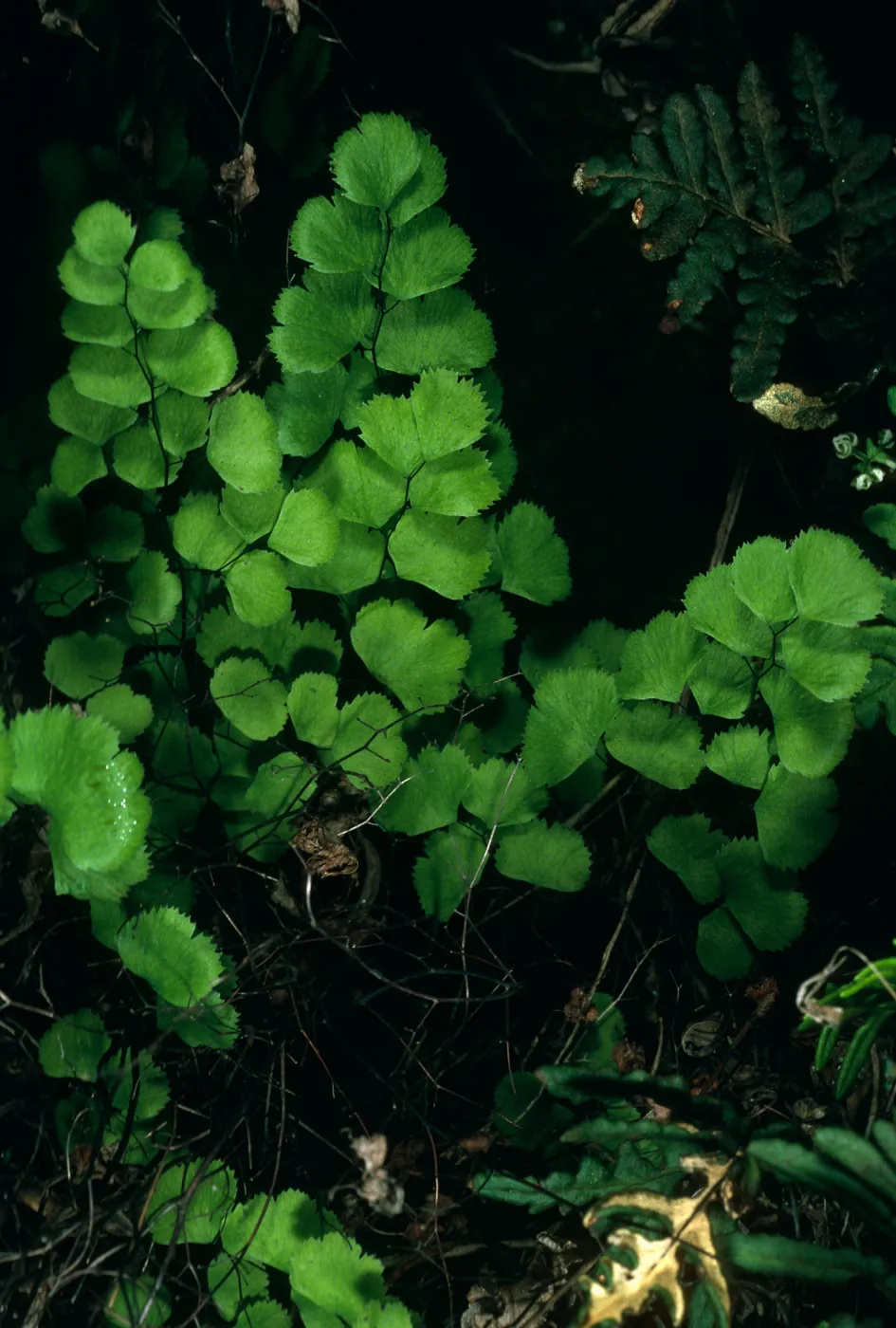 Santa Cruz Island, just West of Lyndal’s house, Adiantum jordanii
