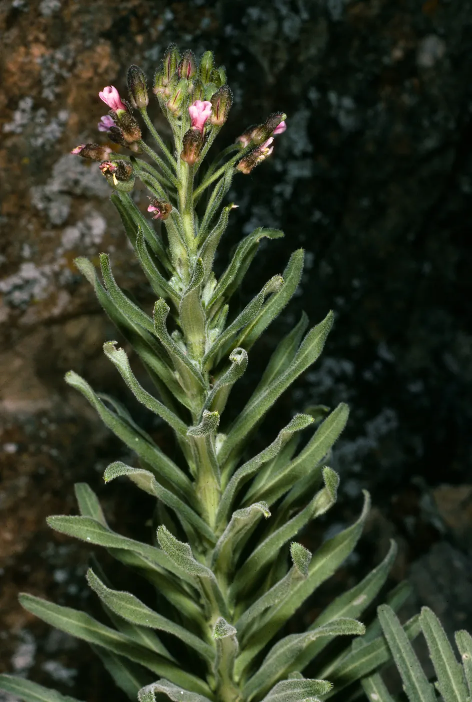 Santa Cruz Island, North of Buena Vista, Arabis hoffmannii
