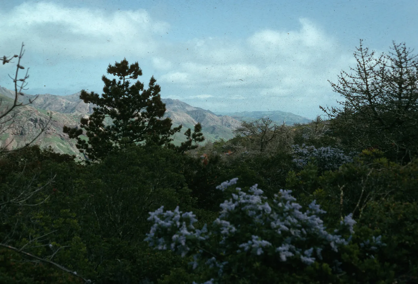 Santa Cruz Island, Centinela Connector Road, Ceanothus arboreus