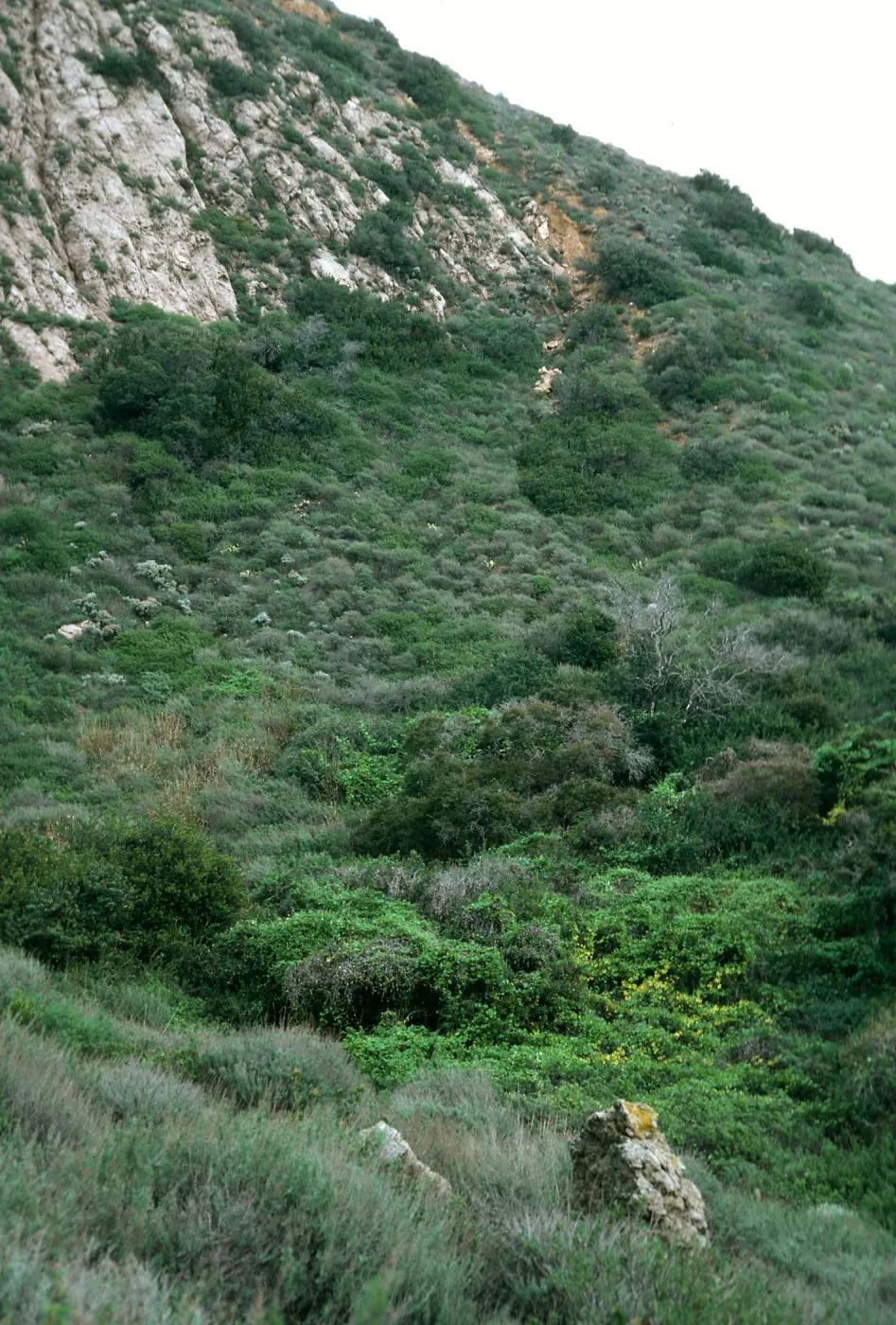 Santa Cruz Island, East of 3-Fork Canyon, East of Valley Anchorage