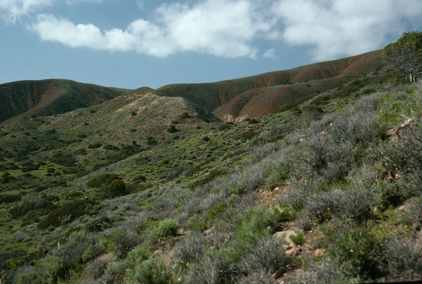 Coastal Sage Scrub, Coches Prietos Cove, Santa Cruz Island
