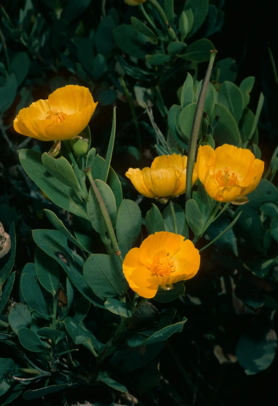 Dendromecon rigida ssp. harfordii, Islay Canyon, Santa Cruz Island