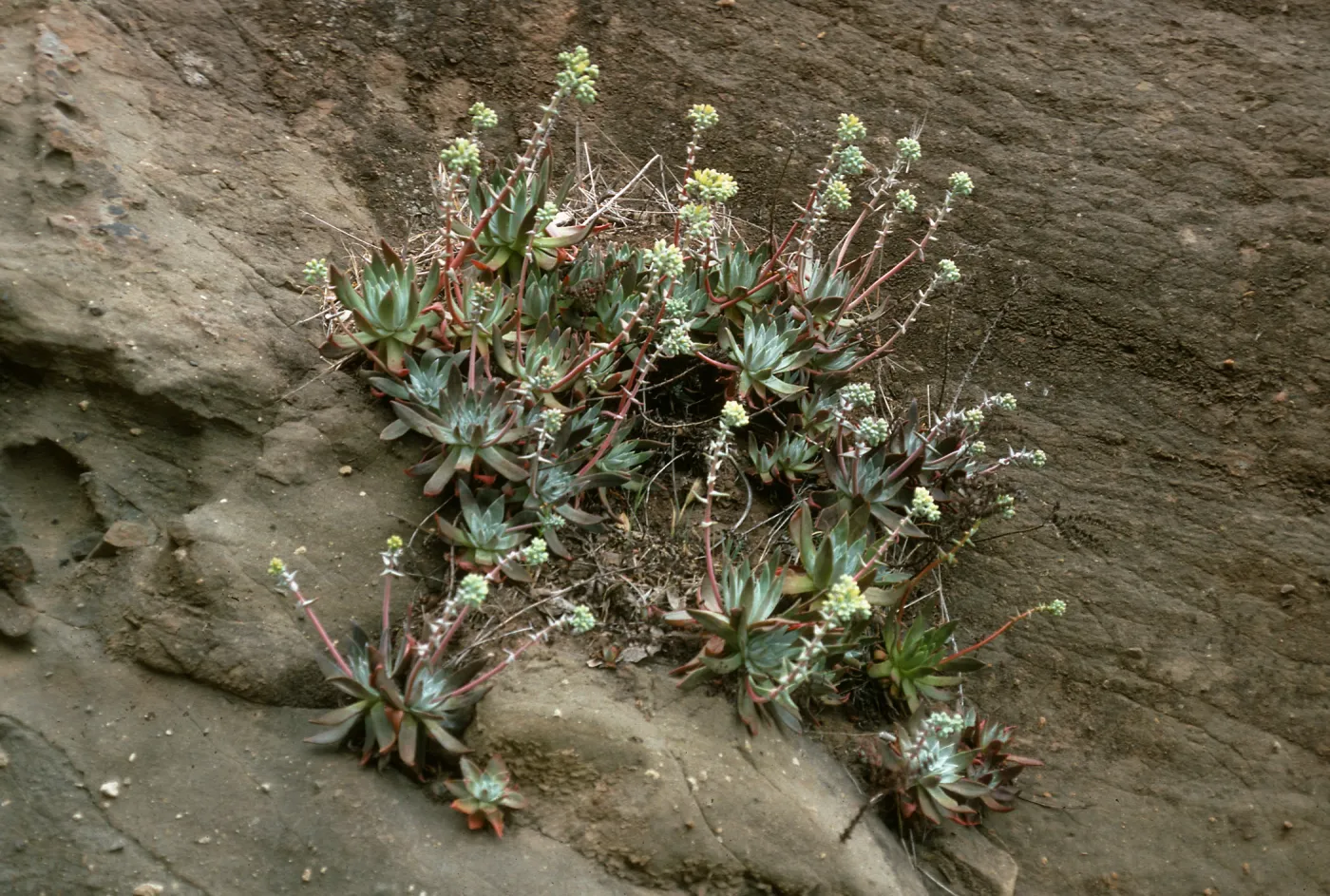 Dudleya greenei, East of Twin Harbor, Santa Cruz Island