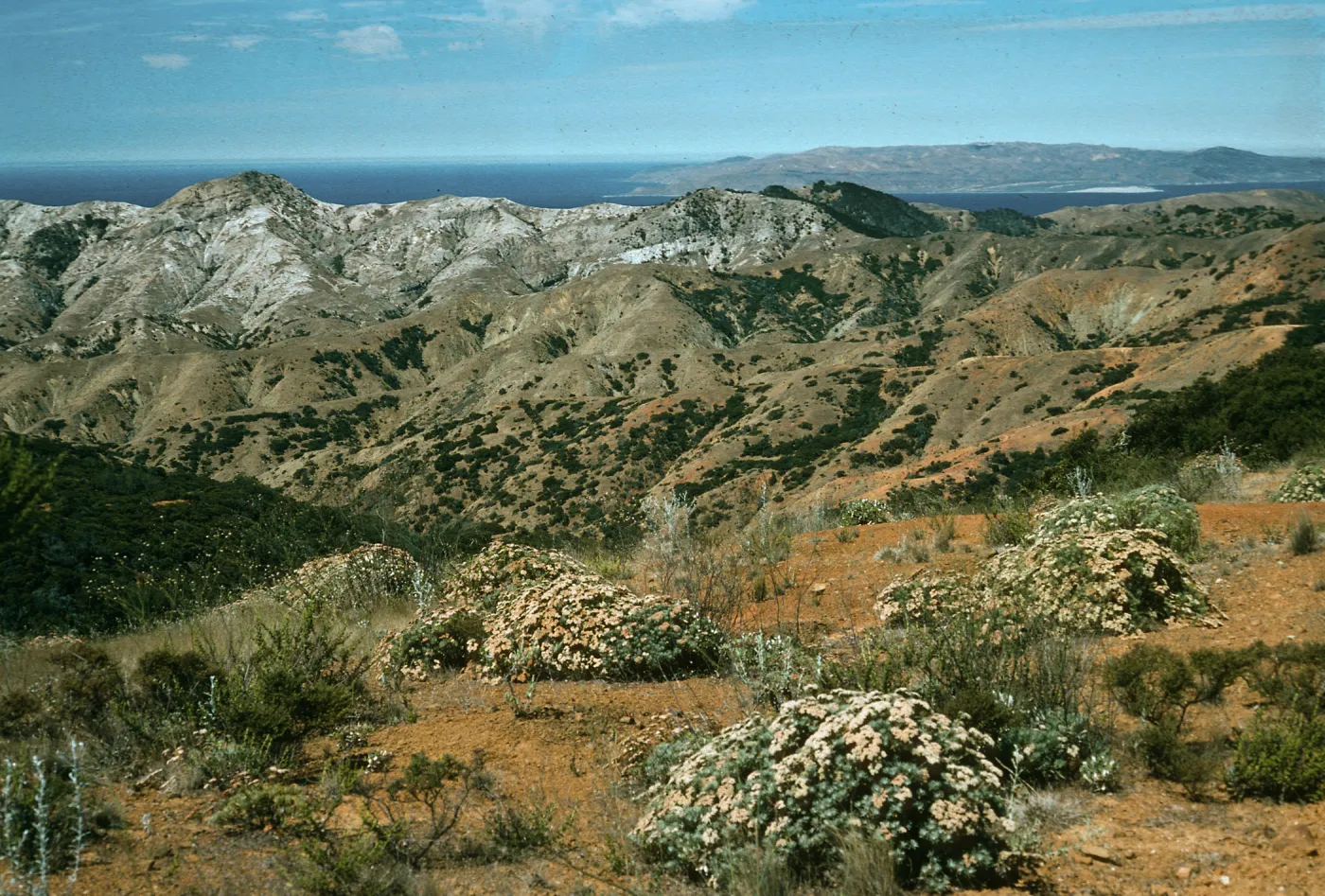 Eriogonum arborescens, View of Santa Rosa from Peak 1498, South Ridge Road, Santa Cruz Island