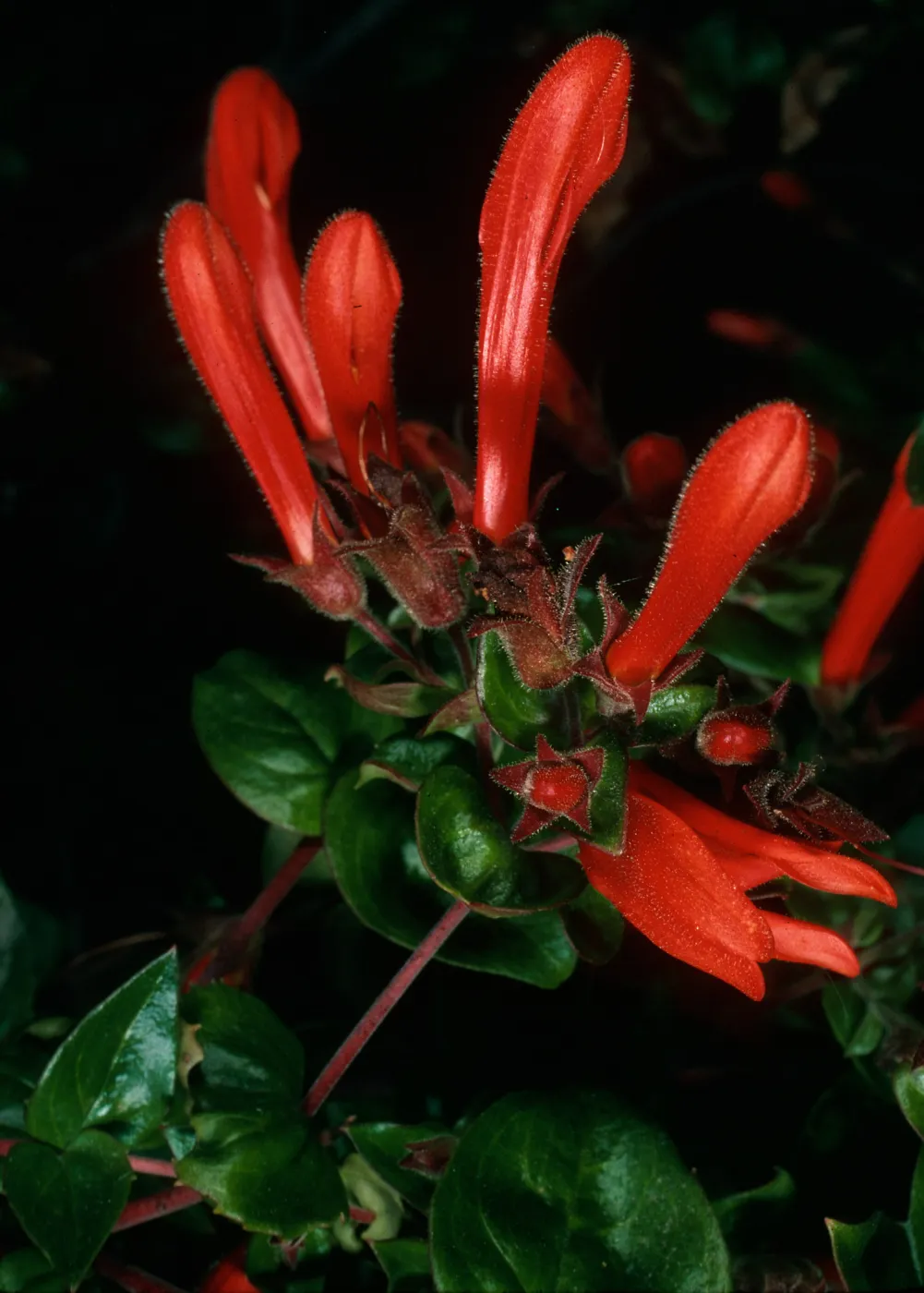 Santa Cruz Island, Keckiella cordifolia, road to Coches Prietus