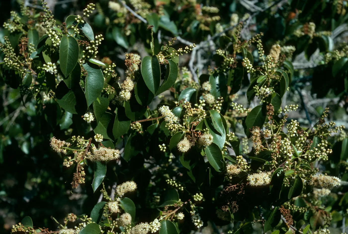 Santa Cruz Island, Prunus lyonii, Black Point Canyon