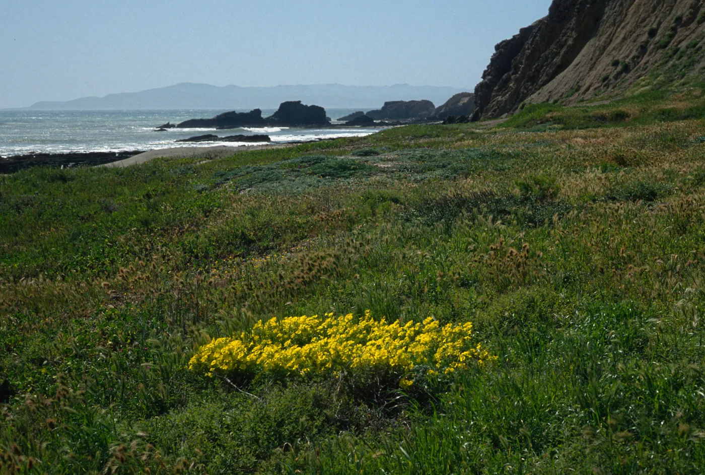 Santa Cruz Island, Oxalis pes-caprae, Poza Beach, SC-3575