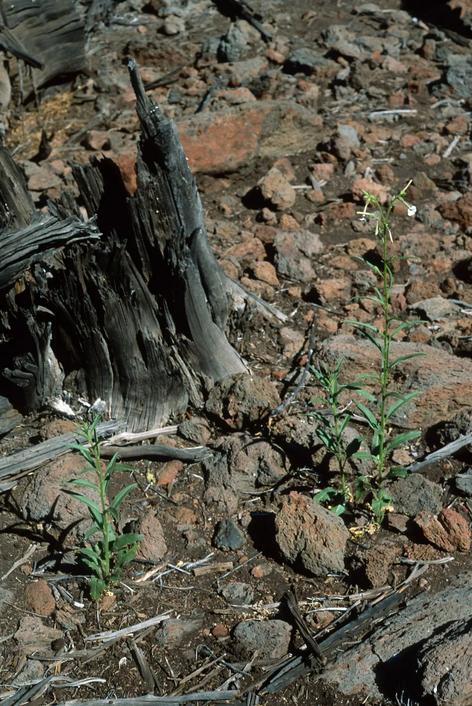 Guadalupe Island, Nicotania, cypress grove