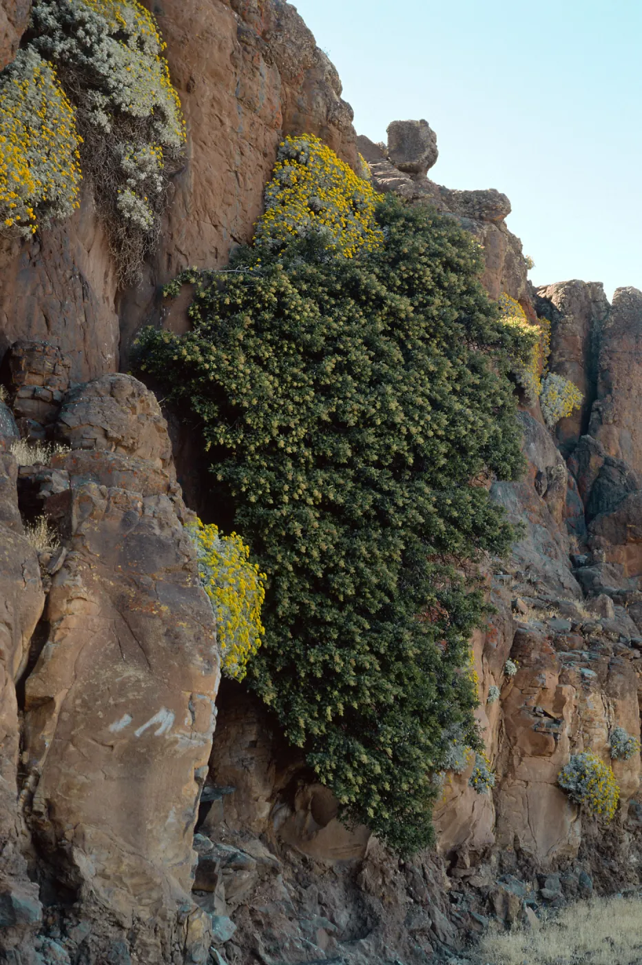 Guadalupe Island, Perityle incana, huge Malosma laurina, cliffs at lower circus